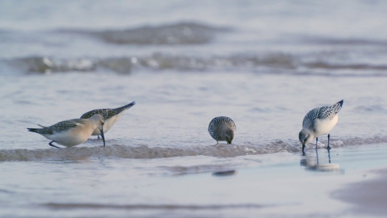 鸟类:Sanderling (Calidris alba)， Dunlin和Curlew sand鹬沿着沙滩和浅水散步，寻找食物，并在一个秋天的早晨吃。视频素材