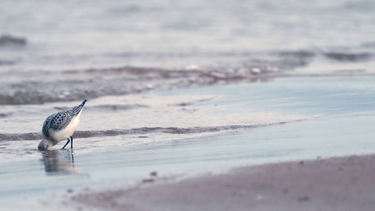 桑德林(Calidris alba)沿着沙滩和浅水散步，寻找食物，并在一个秋天的早晨吃它。视频素材