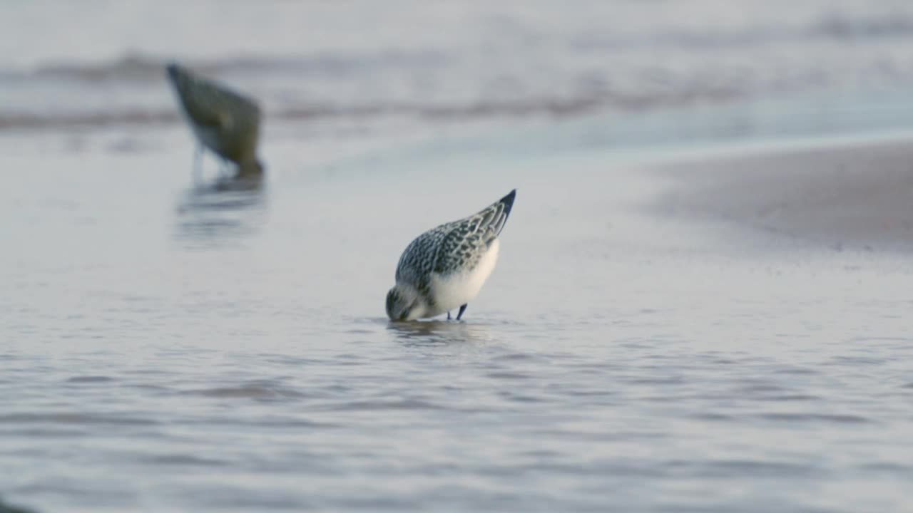 桑德林(Calidris alba)沿着沙滩和浅水散步，寻找食物，并在一个秋天的早晨吃它。视频素材