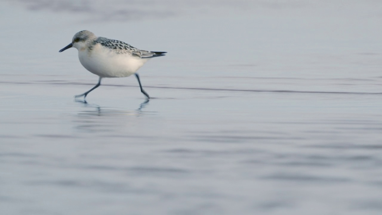 桑德林(Calidris alba)沿着沙滩和浅水散步，寻找食物，并在一个秋天的早晨吃它。视频素材