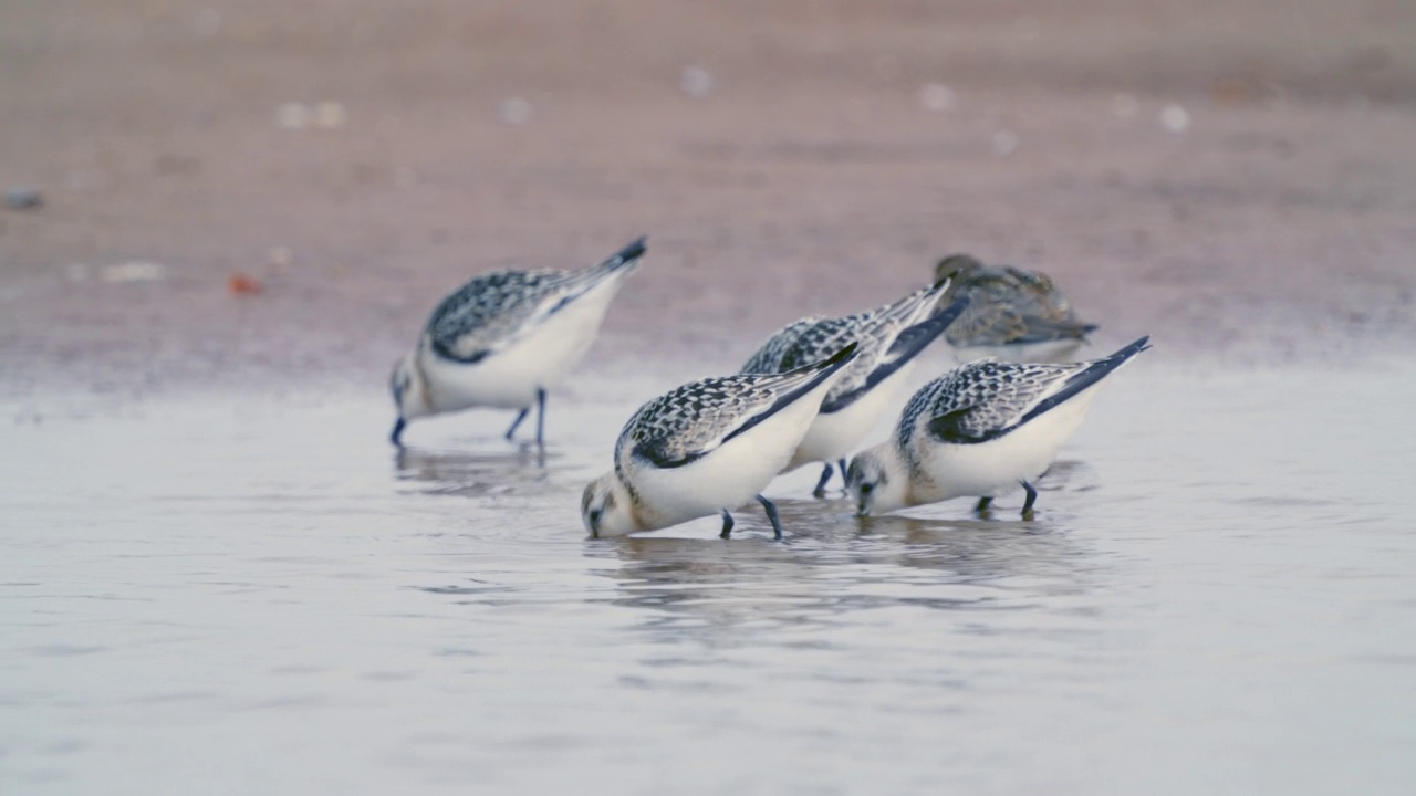 在一个秋天的早晨，一群山雏鸟(Calidris alba)沿着沙滩和浅水走着寻找食物。视频素材