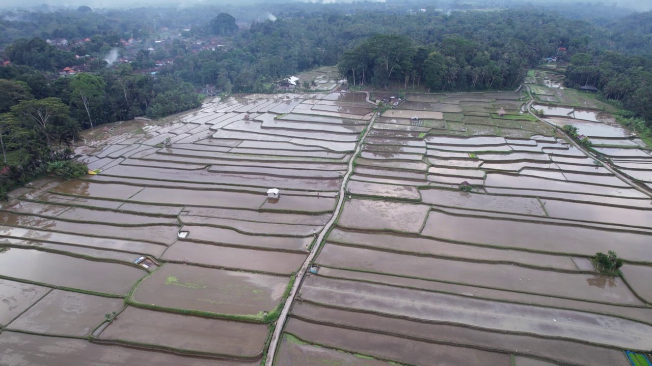 淹没稻田大面积耕地，空中轨道拍摄视频素材