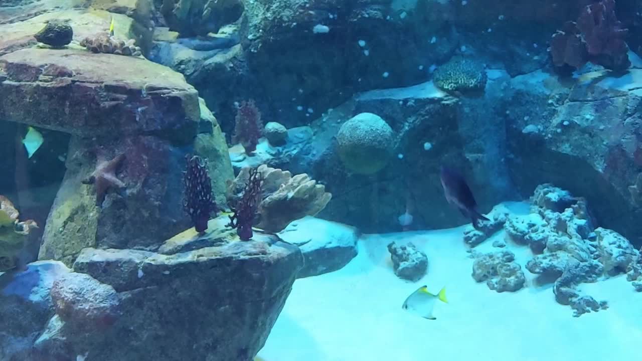 美丽的鱼在水族馆里游泳。海洋生物，水下世界视频下载