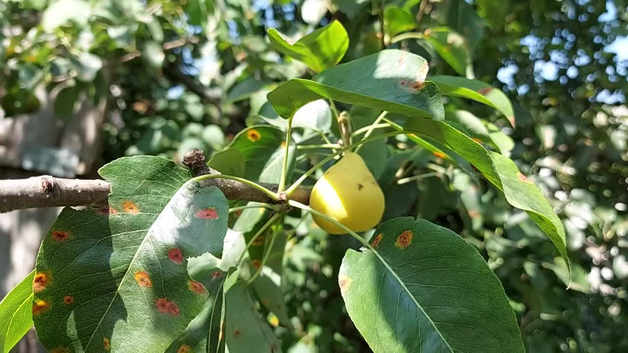 梨长在花园里。水果成熟视频素材