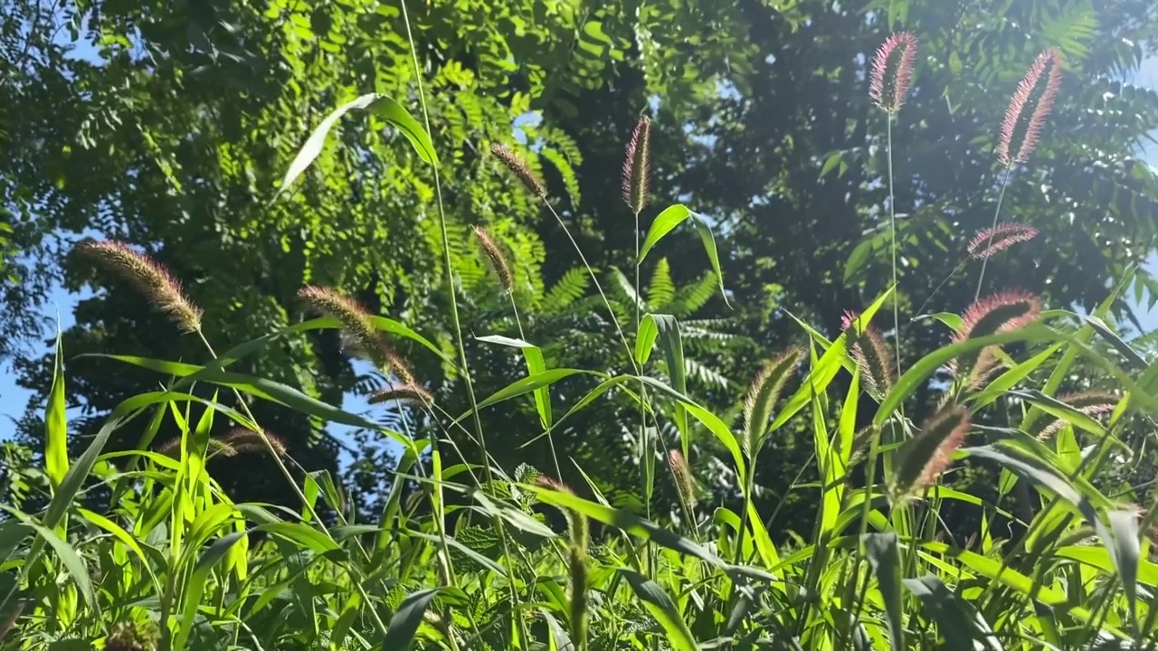 绿草狗尾草生长在草坪上。视频素材