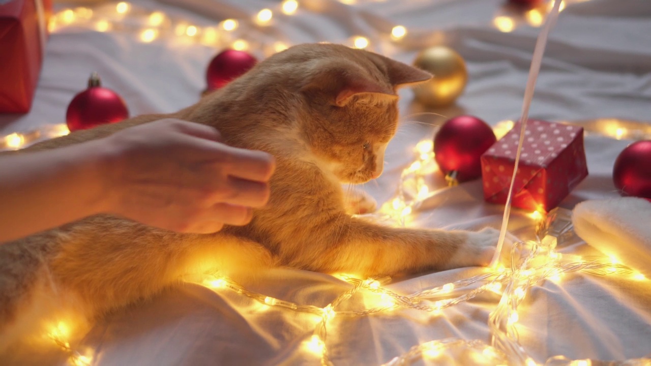 一只白橙姜黄色的猫正在玩红色和金色的圣诞树球。新年佳节，在温馨舒适的圣诞彩灯下，包裹和礼物。顽皮的猫和装饰性的玩具。视频素材