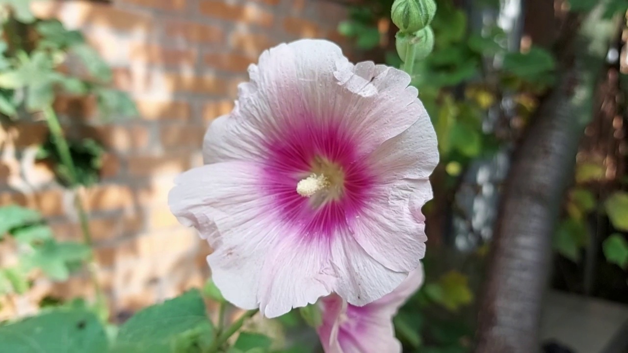 锦葵在风中盛开，摇曳。花园里的粉红色花视频素材