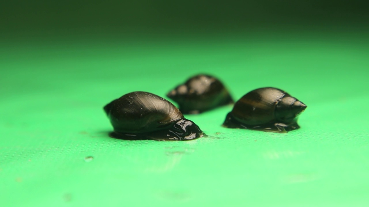 绿色背景上的淡水蜗牛。
小生物住在河边的池塘里。
特写镜头蜗牛孤立。
沼泽。
野生动物，野生自然，微生态系统视频素材