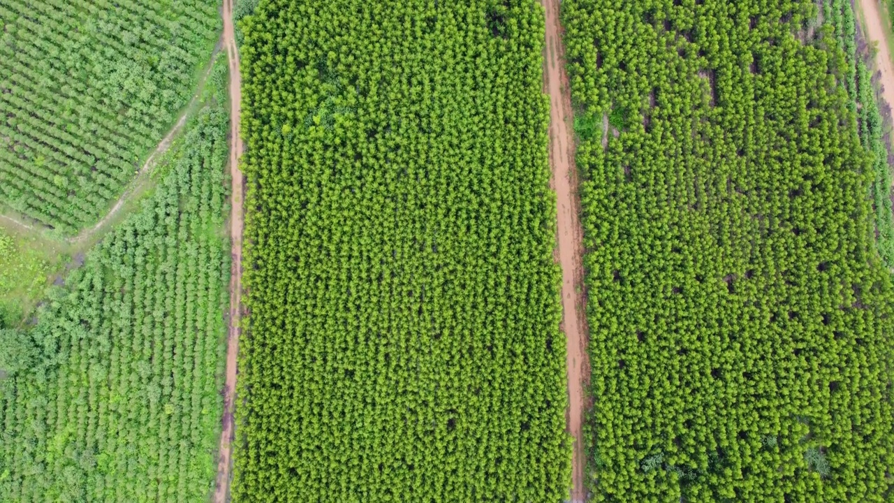 泰国桉树种植园的鸟瞰图。视频素材