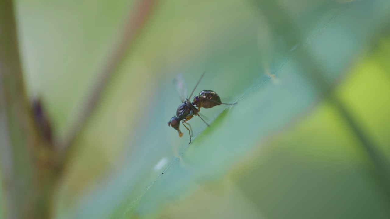 一只东方果蝇(小实蝇)在植物上进食的微距镜头视频素材