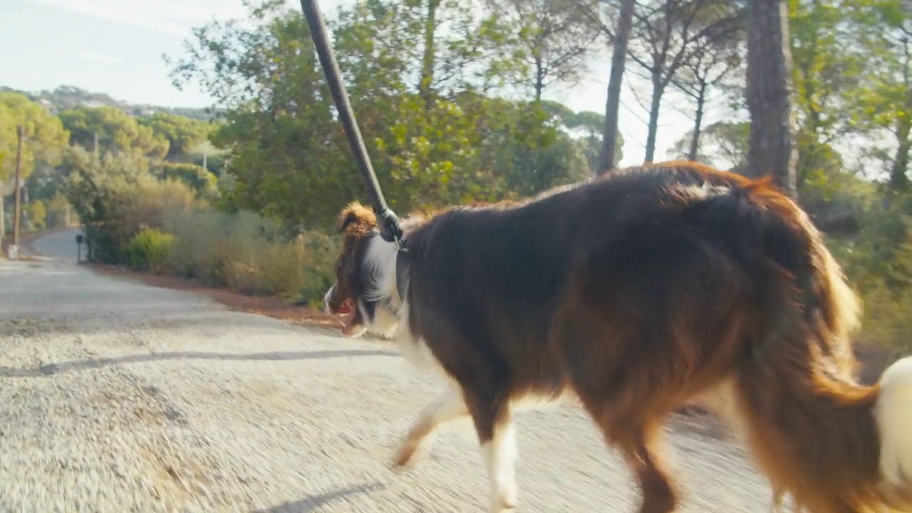 跑步的棕色和白色的边境牧羊犬家犬在早晨散步的牵引视频素材