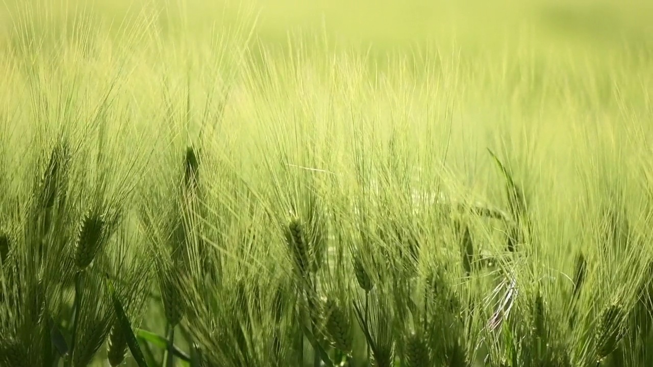 农村青稞(Hordeum Vulgare)田视频素材