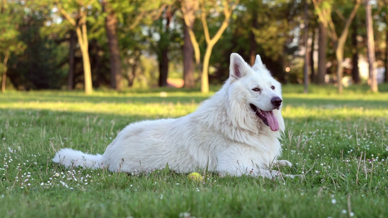 美丽的瑞士牧羊犬在公园里玩网球视频素材