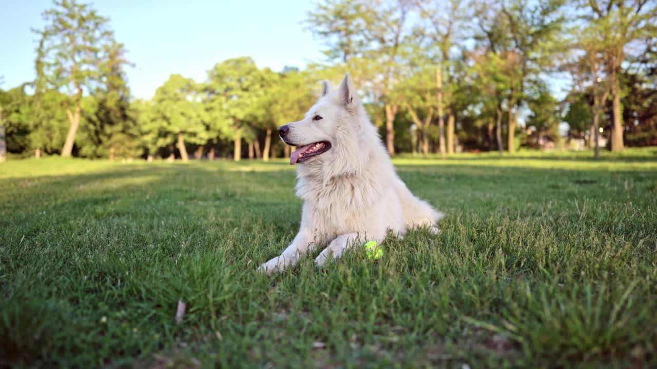 阳光明媚的一天，公园里美丽的瑞士牧羊犬视频素材