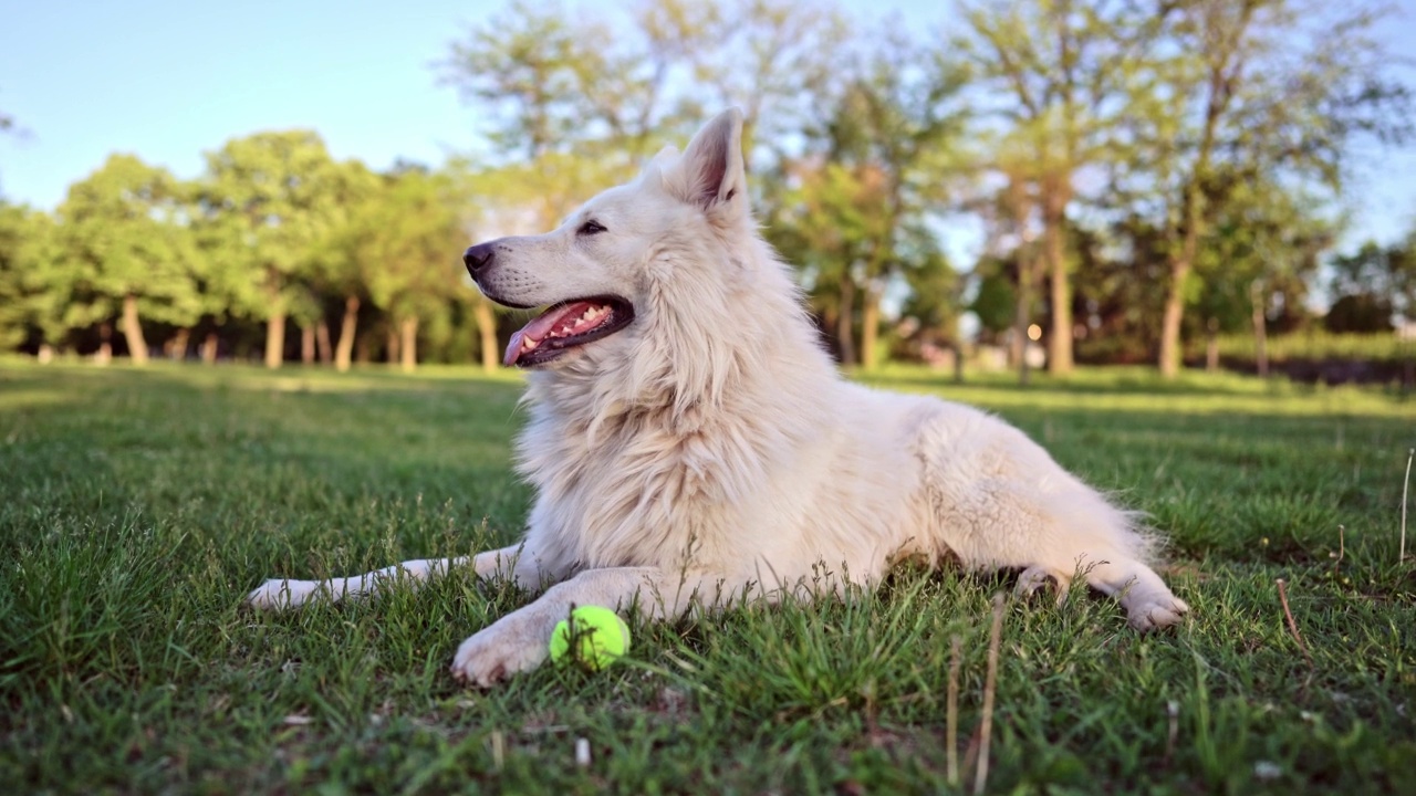 阳光明媚的一天，公园里美丽的瑞士牧羊犬视频素材