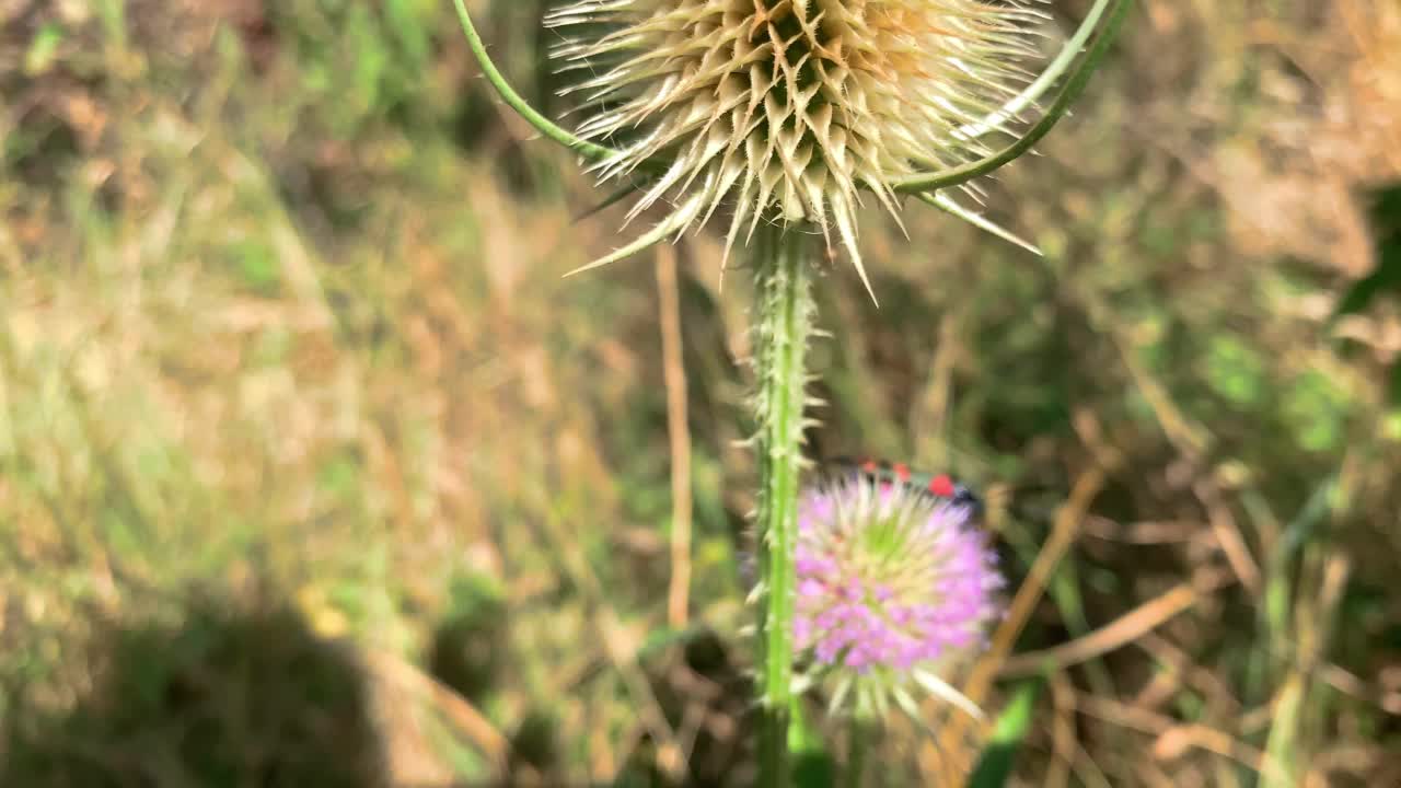 一只奇特的蝴蝶在温带的草地上。气候异常。蓟上的五斑点伯内特。Zygaena trifolii。Version 9视频素材