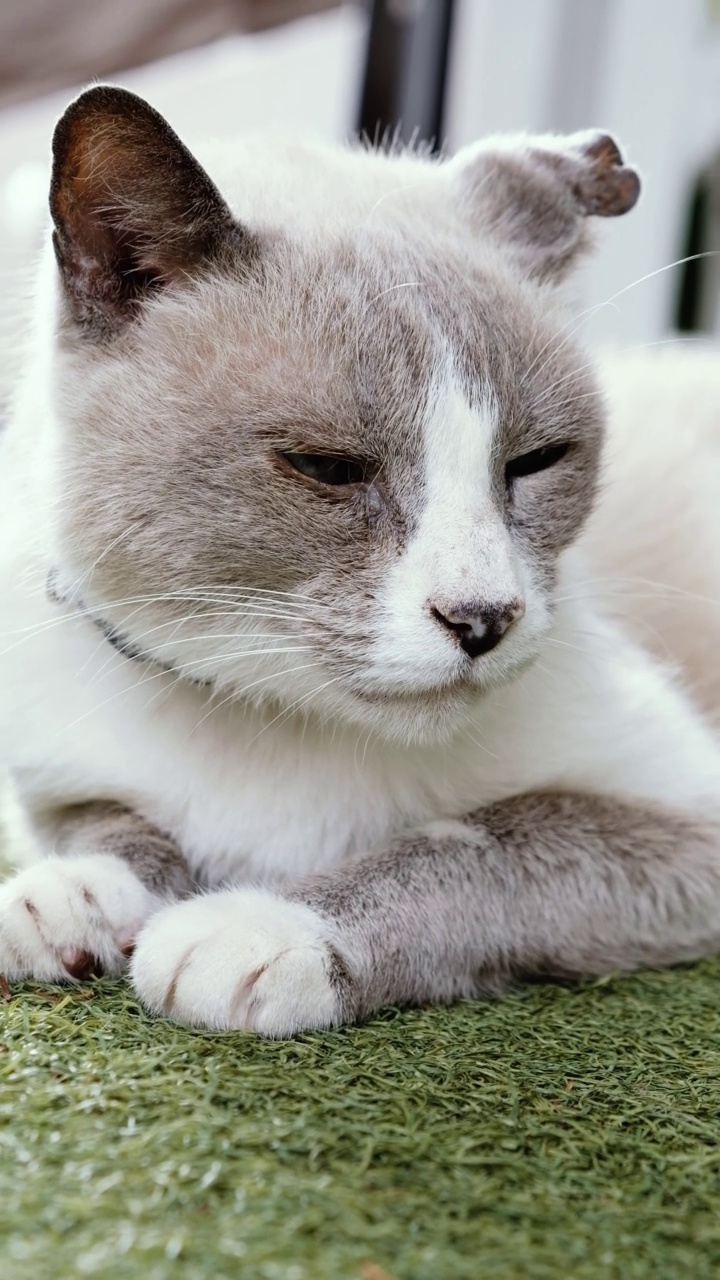 近距离观察暹罗小猫坐在草地上看着相机。垂直视频的白色和灰色连体猫。暹罗小猫从午睡中醒来视频素材