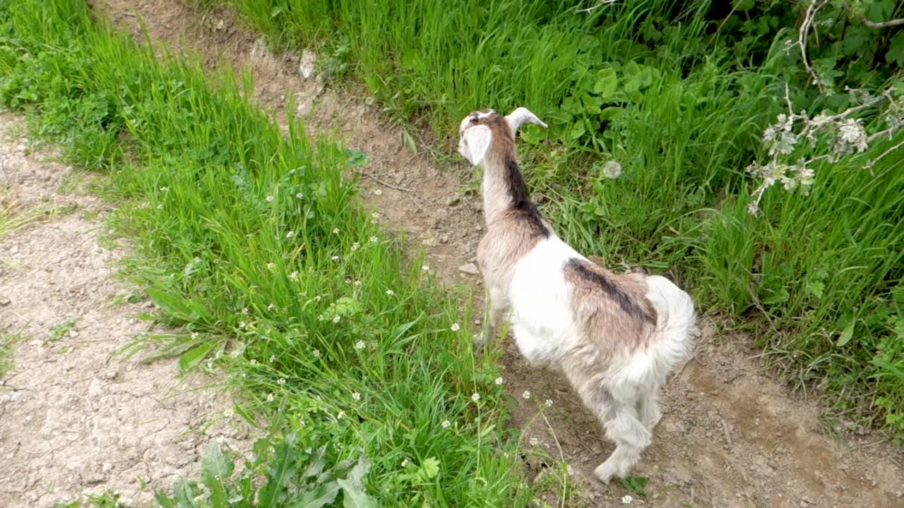 山羊夏天在森林里吃一片树叶视频素材