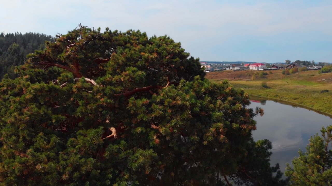 无人机降落在一棵松树附近的地面上，这棵松树生长在山间河流的岩石河岸上，河岸上有村庄的小房子。俄罗斯农场的简单生活。视频素材