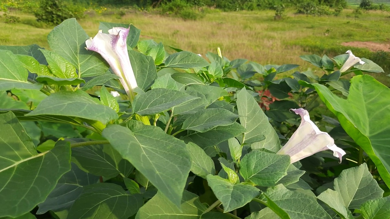 曼陀罗植物，有花。视频素材