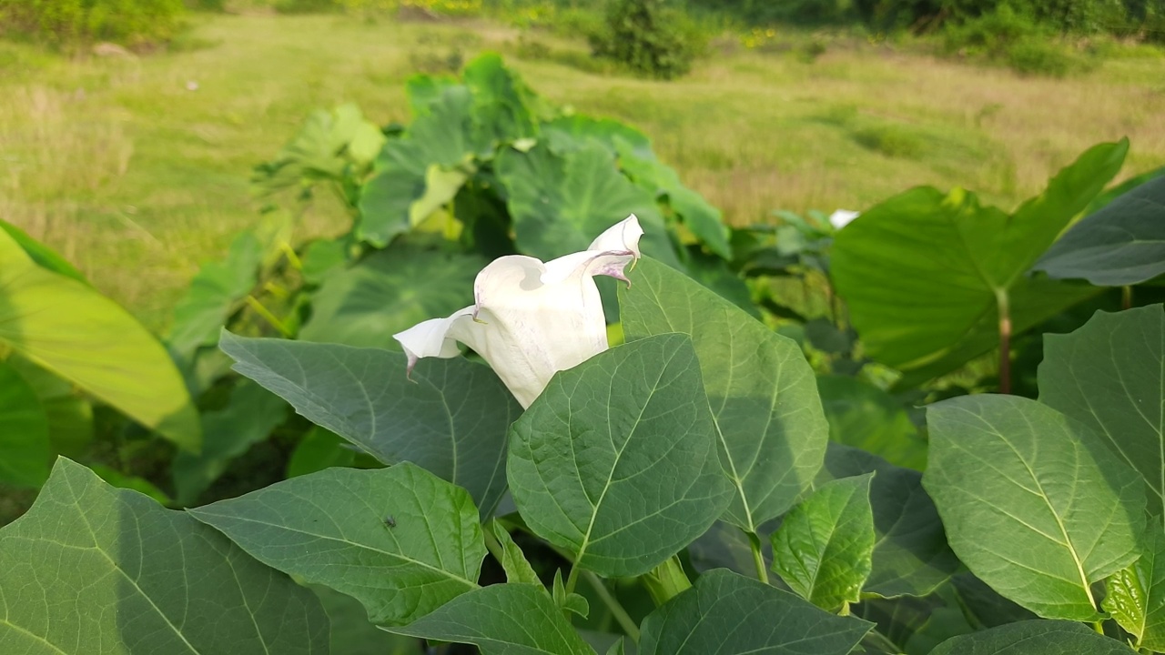 曼陀罗植物，有花。视频素材