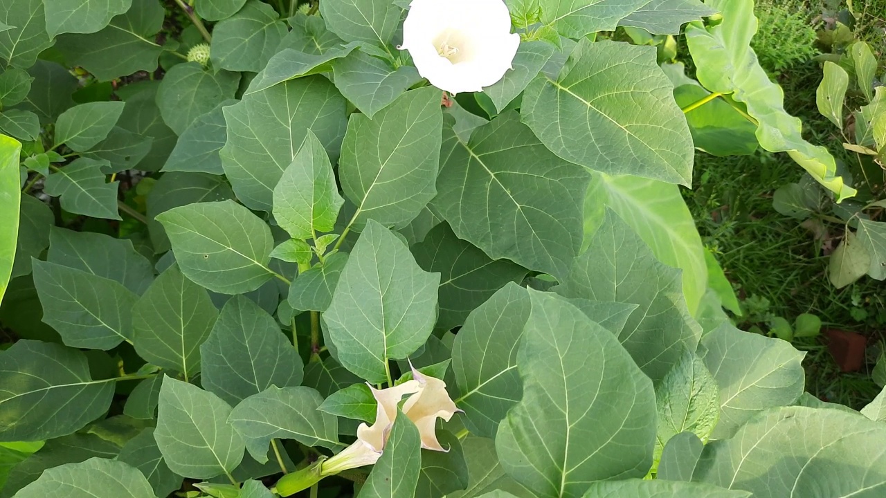 曼陀罗植物，有花。视频素材