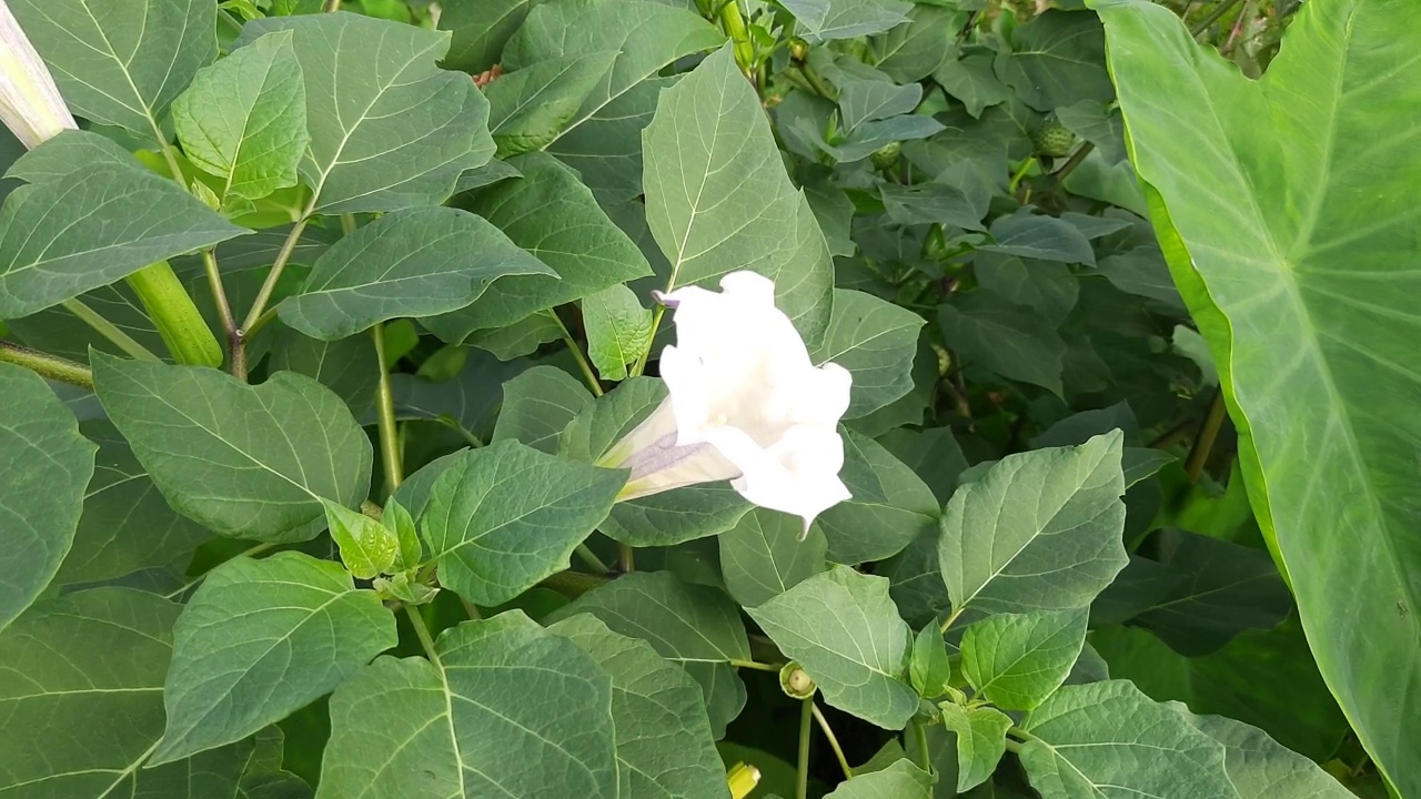 曼陀罗植物，有花。视频素材