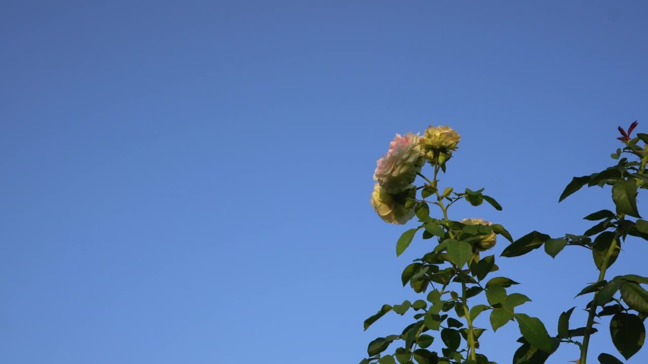 蓝色天空映衬着一丛黄玫瑰视频下载