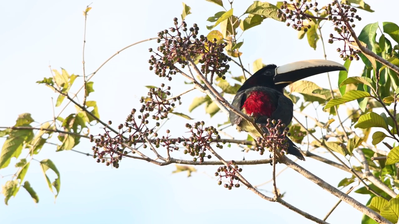 黑颈蜘蛛(pteranthrossus Aracari)吃塞拉多和潮湿森林的水果。视频素材