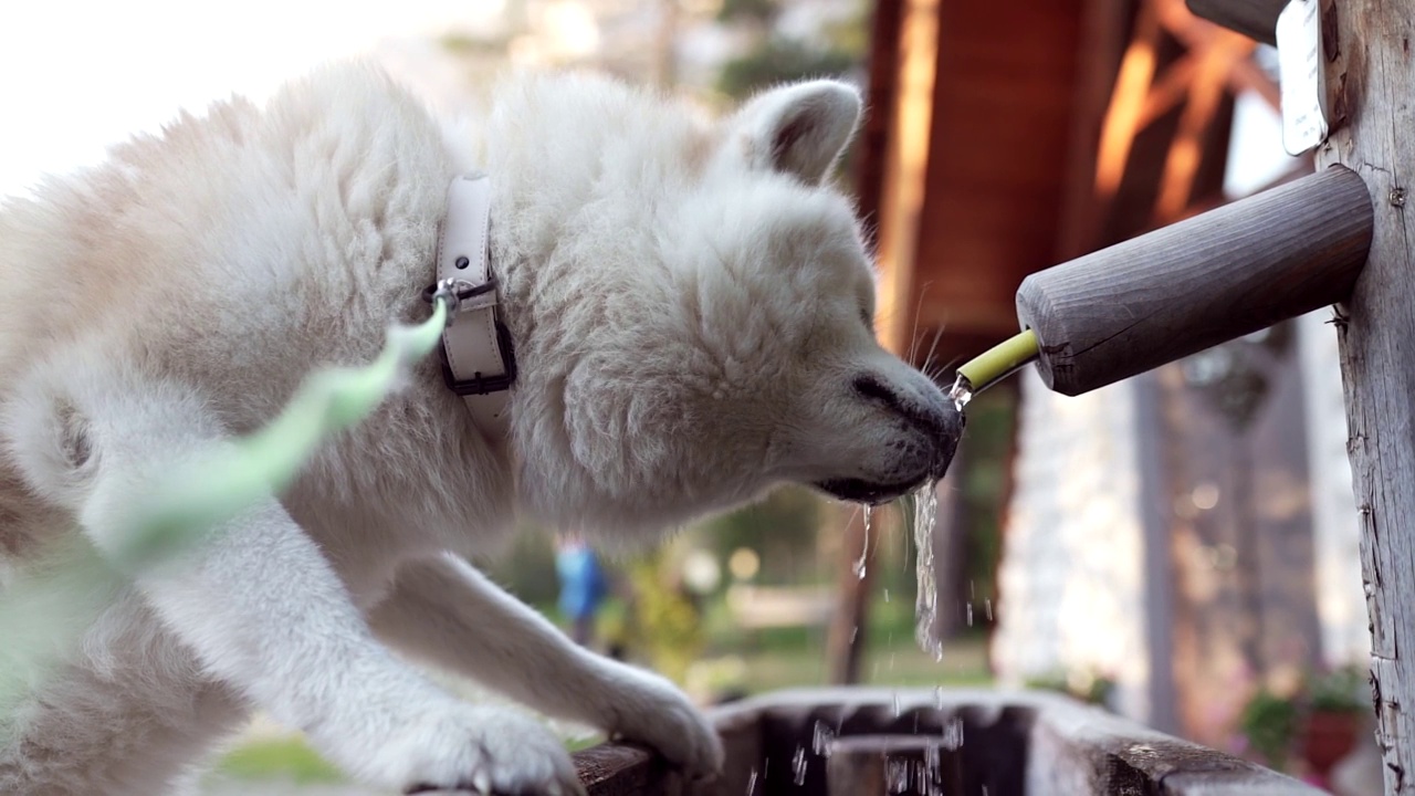 一只秋田犬正在瑞士阿尔卑斯山的天然泉水中喝水。视频素材