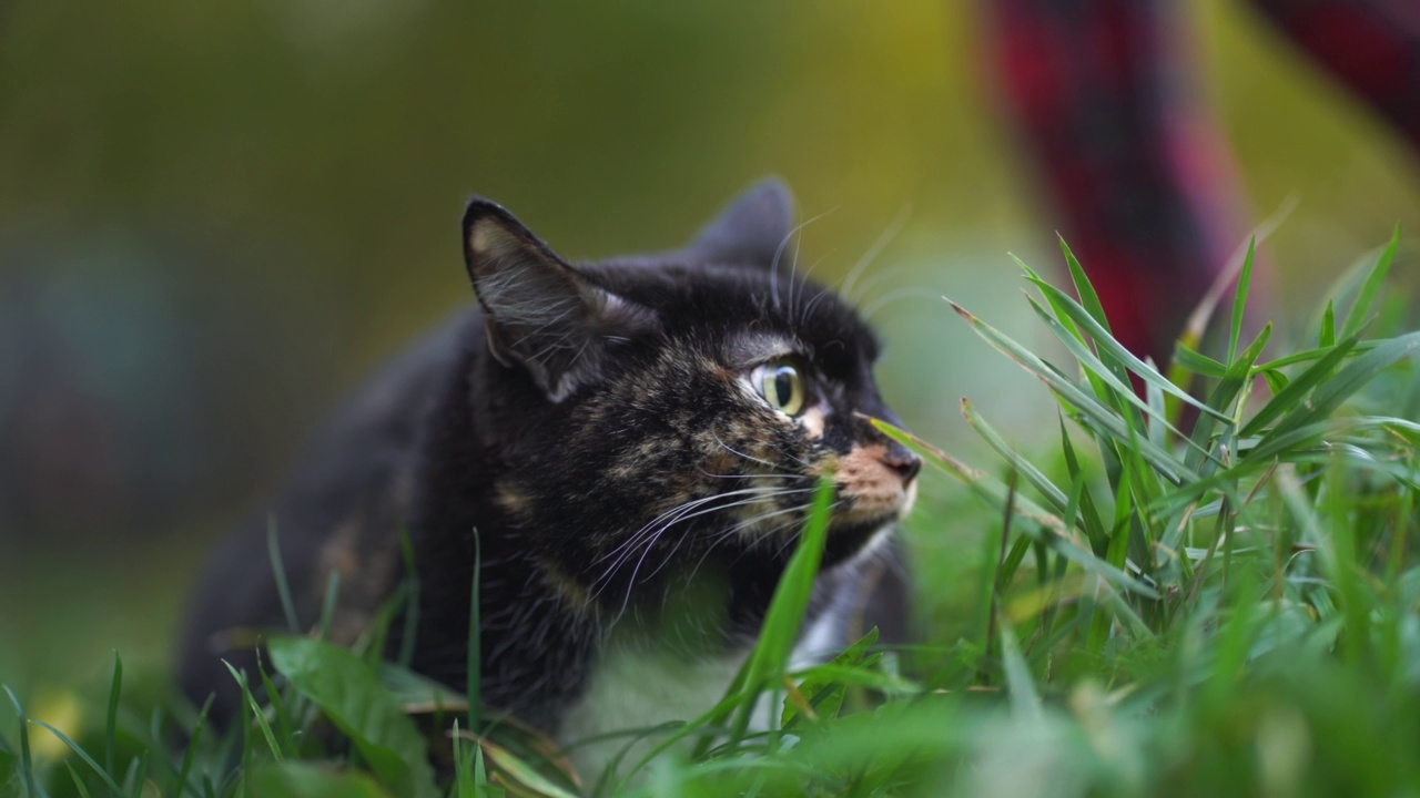 在大自然的绿色草地上，一只黄色眼睛、神情专注的家养黑斑猫向四周张望。视频素材