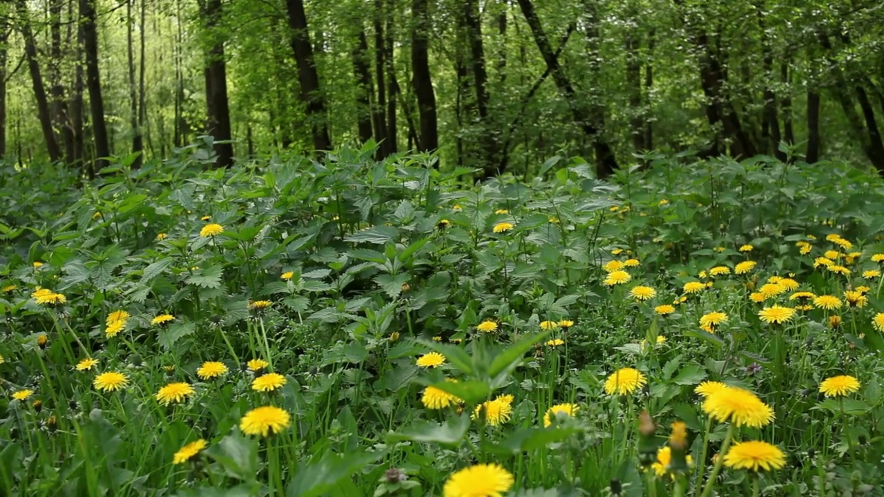 黄色的蒲公英花在绿色的草地上。视频素材