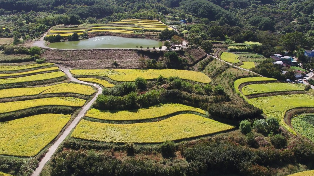 韩国全罗南道古礼郡山东郡萨波村的梯田秋景视频素材