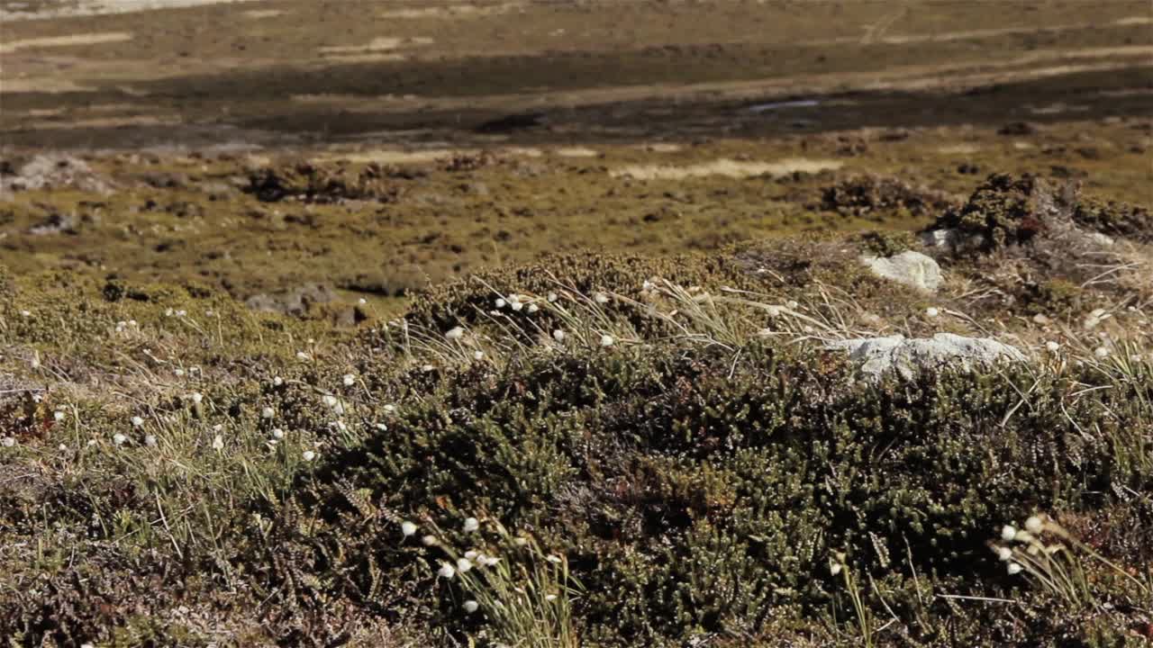 草地在东福克兰，福克兰群岛(马尔维纳斯岛)，南大西洋。视频素材