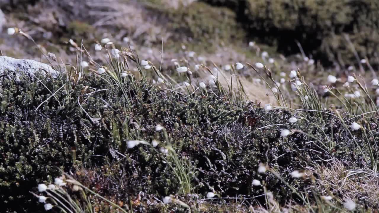 南大西洋福克兰群岛(马尔维纳斯岛)岩石露头上的风中的草和野花。关闭了。地面视图。视频素材