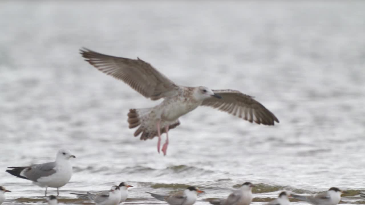 年轻的帕拉斯海鸥(Larus canus)降落在浅水区。视频素材