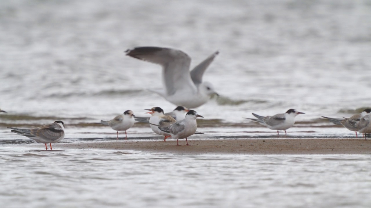 新海鸥(Larus canus)降落在浅水。视频素材