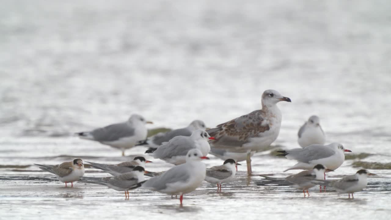 鸟群-普通燕鸥(Sterna hirundo)、小鸥和黑头鸥在一个多云的秋日在浅水中休息。视频素材