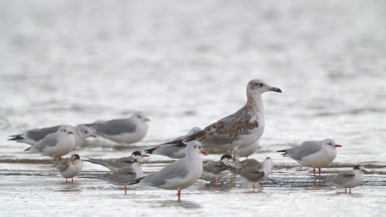 鸟群-普通燕鸥(Sterna hirundo)、小鸥和黑头鸥在一个多云的秋日在浅水中休息。视频素材