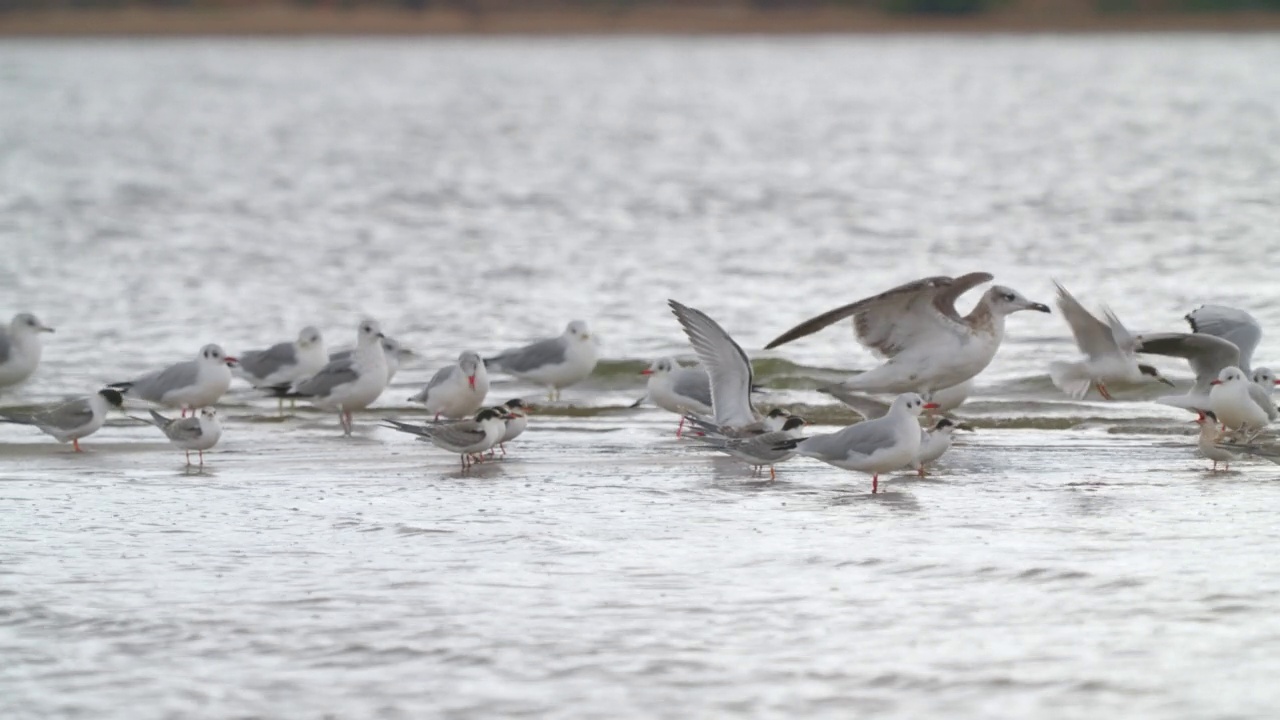 鸟群-普通燕鸥(Sterna hirundo)、小鸥和黑头鸥在一个多云的秋日在浅水中休息。视频素材