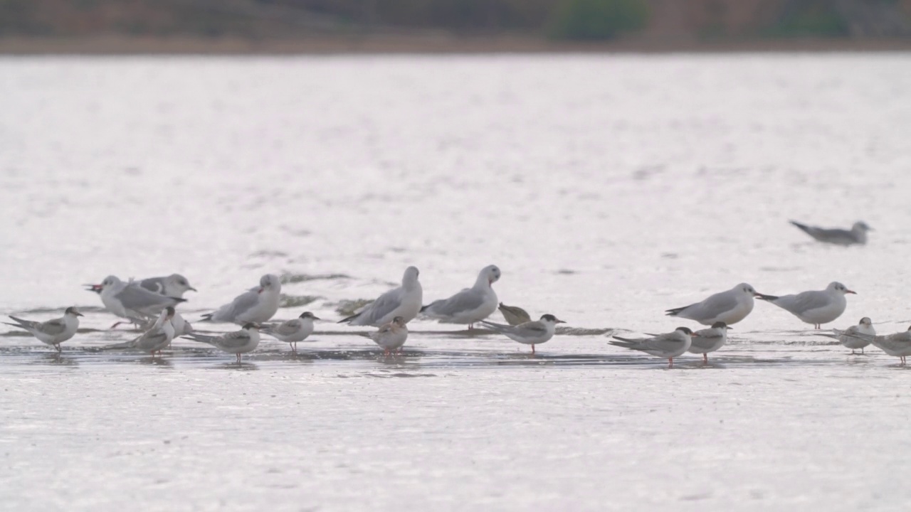 鸟群-普通燕鸥(Sterna hirundo)、海鸥和黑头鸥在多云的秋日在浅水中休息。视频素材