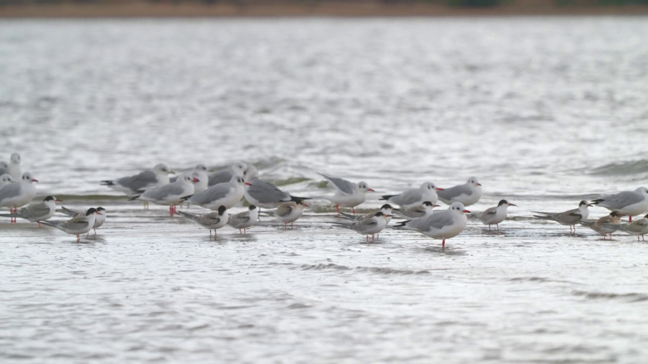 鸟群-普通燕鸥(Sterna hirundo)、海鸥和黑头鸥在多云的秋日在浅水中休息。视频素材