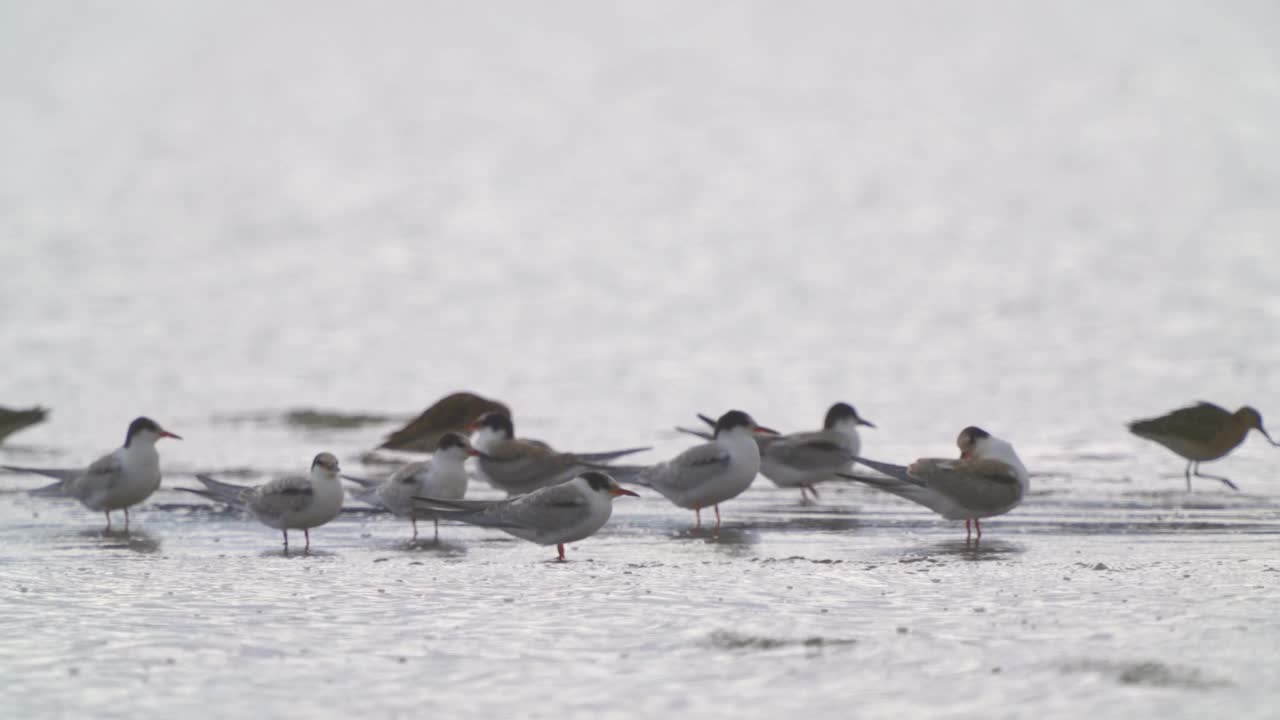 鸟群-普通燕鸥(Sterna hirundo)在一个多云的秋日在浅水中休息。视频素材