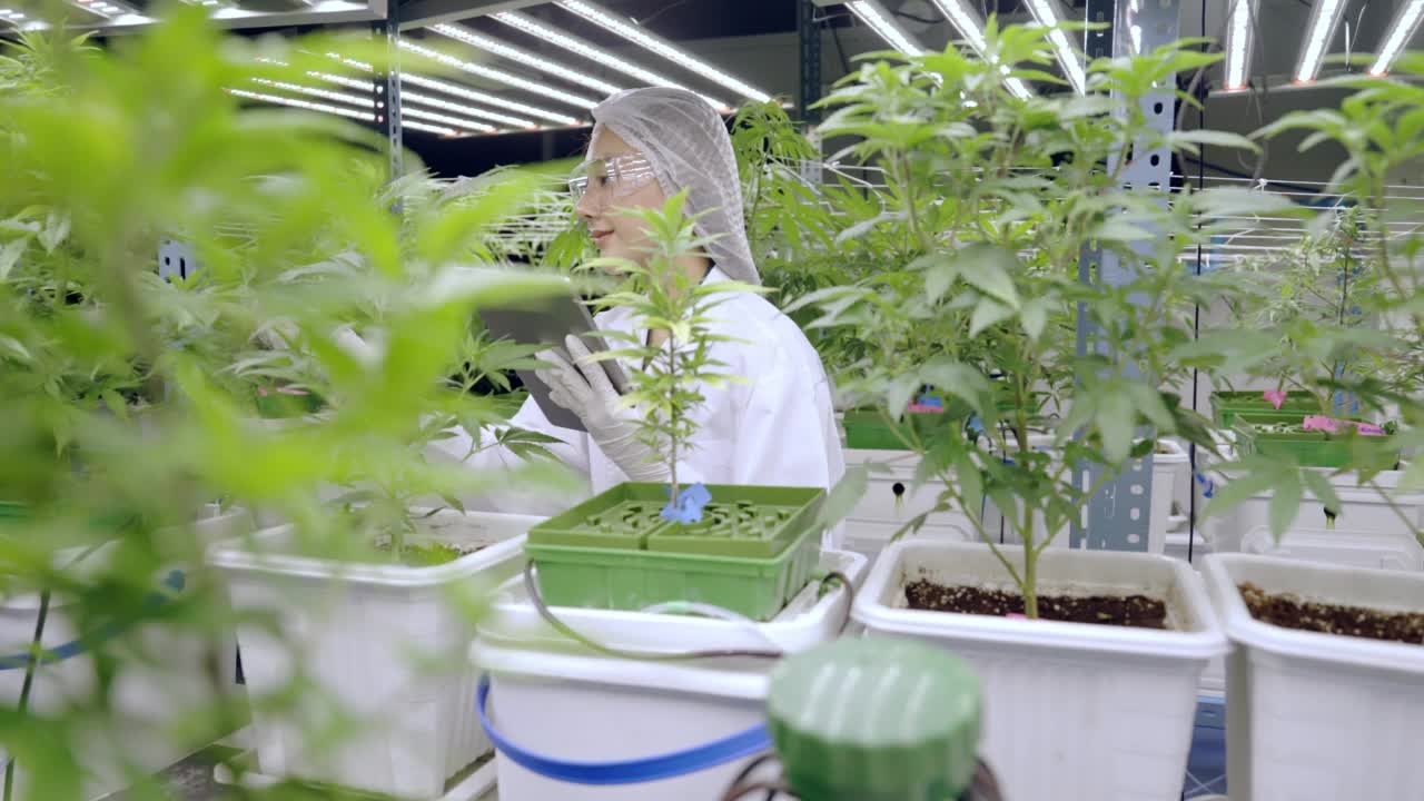 研究人员调查了大麻作物。视频素材