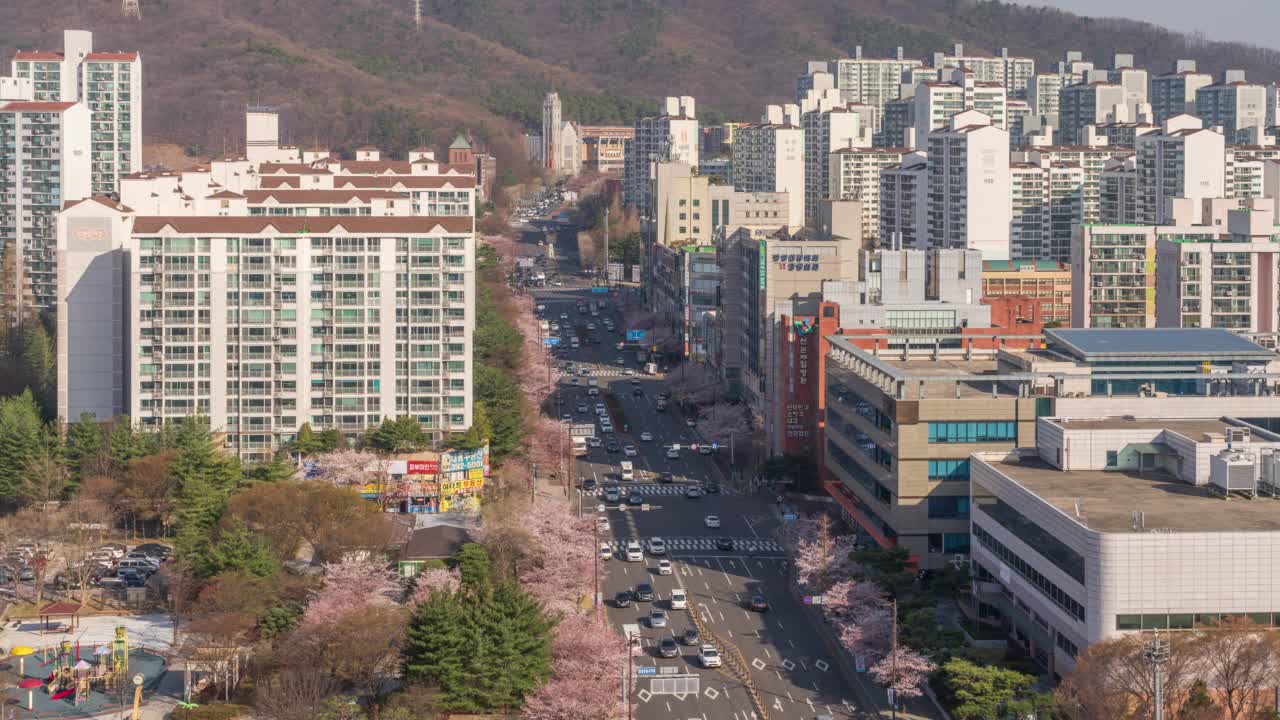 市中心，公寓大楼，白天三本路附近的樱花树/韩国军浦市，京畿道视频素材