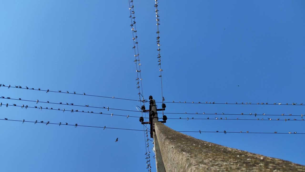 夏天，一群燕子栖息在电线上视频下载