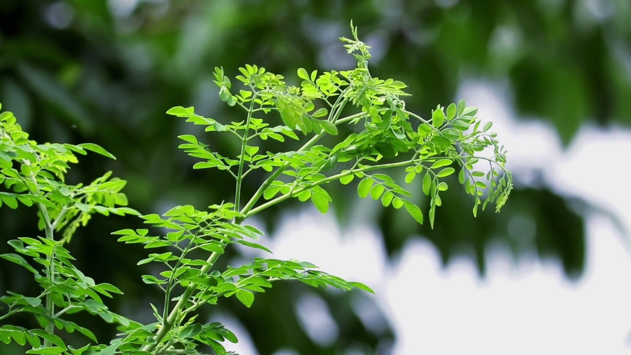 辣木或鸡腿树，也被称为辣根树视频素材