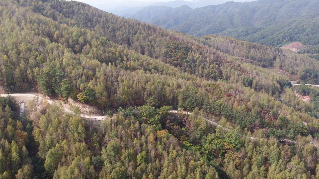 韩国江原道麟蹄郡元台郡的桦林视频素材