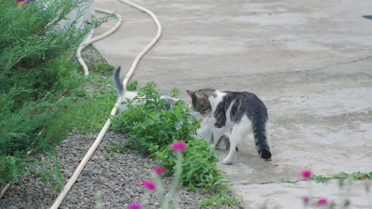 一只猫在和小猫玩耍视频素材