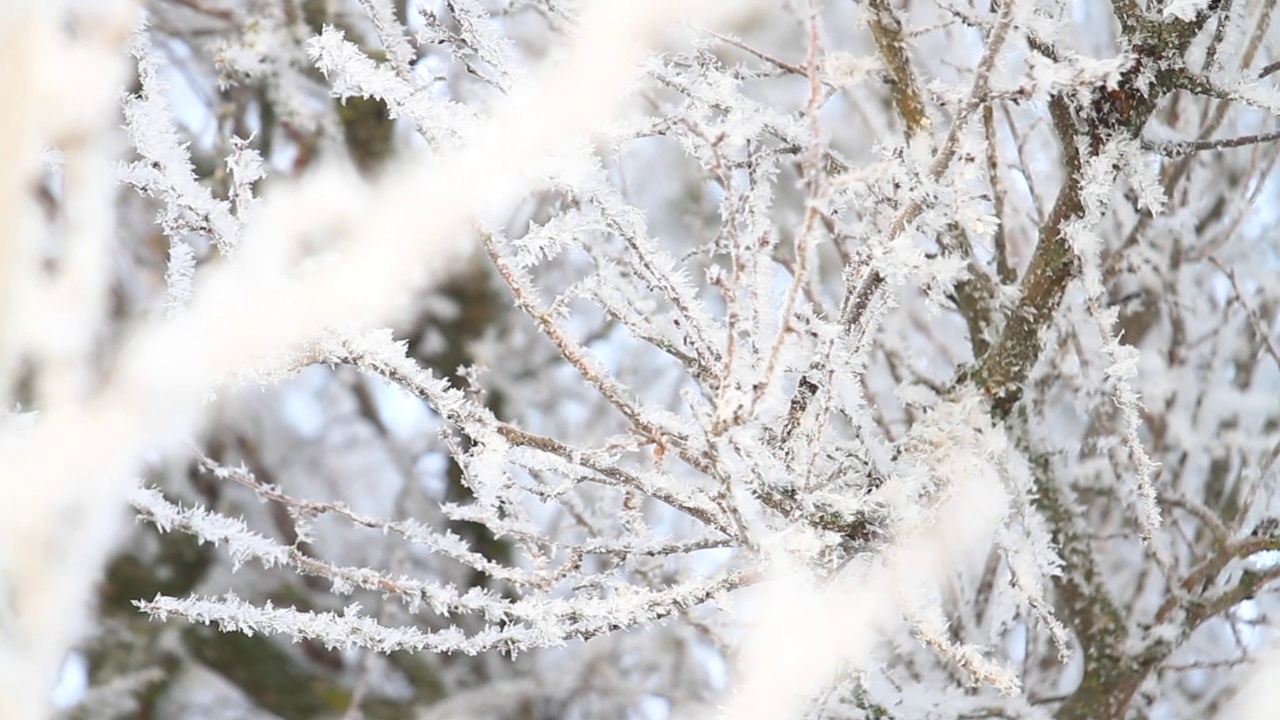 山雀在积雪覆盖的树枝上跳跃视频素材